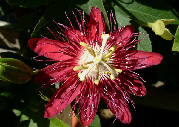 Passiflora Lady Margaret