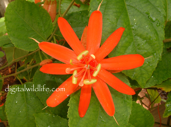 Passiflora piresiae