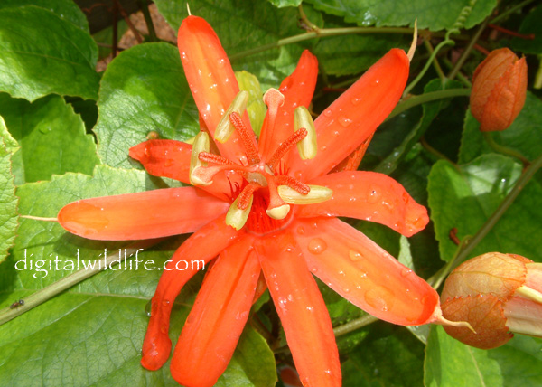 Passiflora piresiae