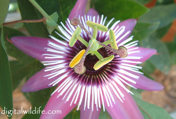 Passiflora Atropurpurea