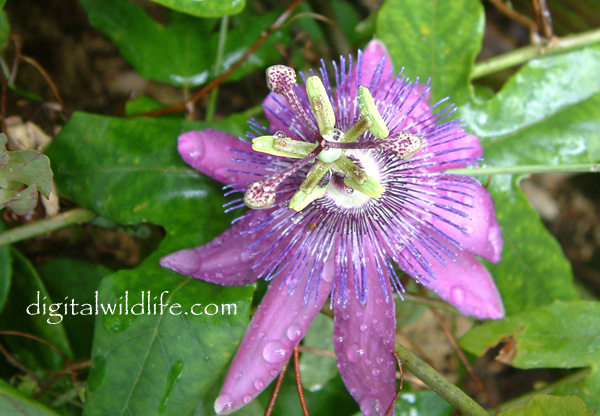 Passiflora Jeanette 