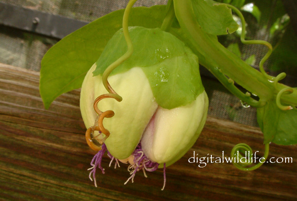 Passiflora Quadrangularis