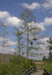 Pond Cypress