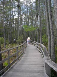 Pond Cypress Swamp 
