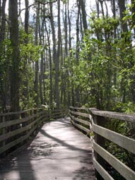 Into Swamp