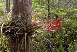 Air Plant