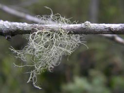 Old Man's Beard Lichen