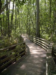 Bald Cypress Strand