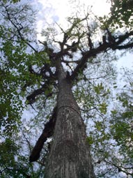 Dead Tree