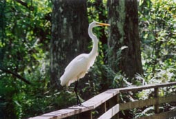 Great Egret