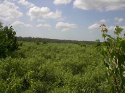 Open Marsh