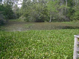 Lettuce Lakes