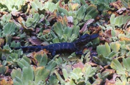 Baby Alligator
