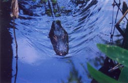 American Alligator