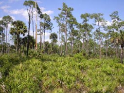 Pine Flatwood