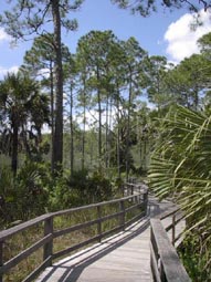 Pine Flatwoods