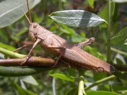 Locust 