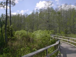 Cypress Forest