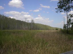 Pond Cypress Stretch 