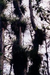 Air Plants