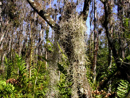 Spanish Moss