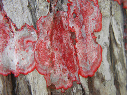 Baton Rouge Lichen