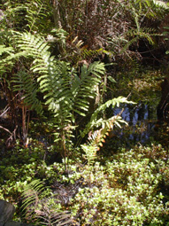 Swamp Fern