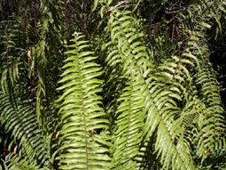 Marsh Fern
