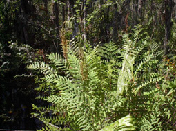 Cinnamon Fern
