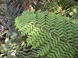 Royal Fern