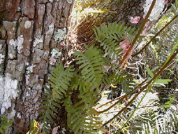 Resurrection Fern