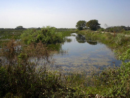 Freshwater Impoundment