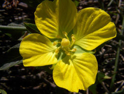 Primrose Willow