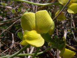 Cow Pea