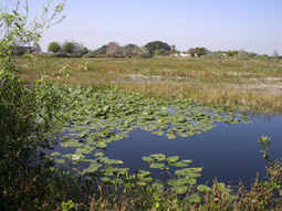 Water Lilies