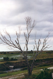 Observation Tower View 