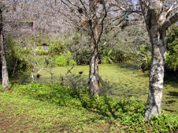 Pond