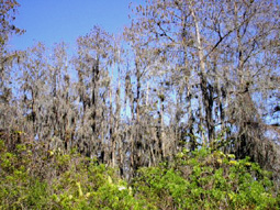 Moss Covered Trees 