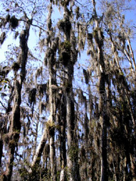Cypress Trees