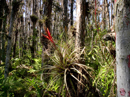 Quill-Leaf Wild Pine