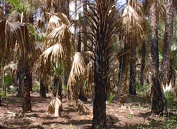 Cabbage Palms