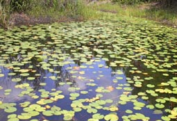 North Pond