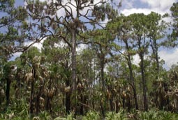 Cabbage Palm Trail