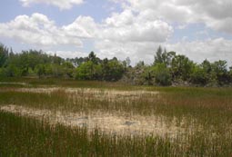 East Marsh