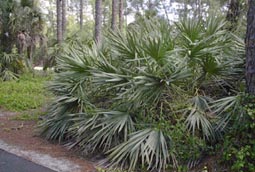 Saw Palmetto