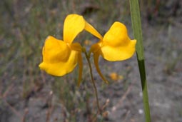 Horned Bladderwort