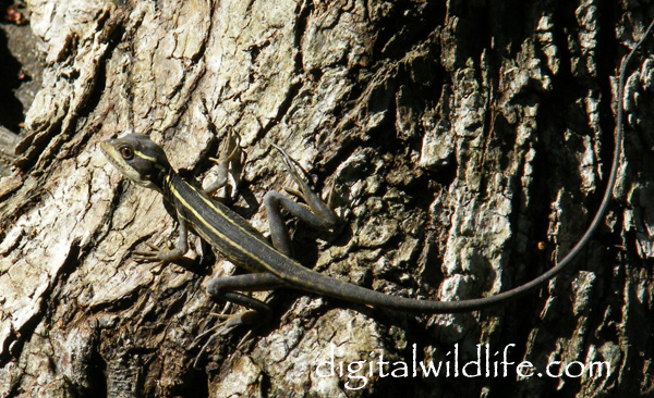 Basilisk