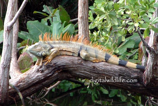 Green Iguana