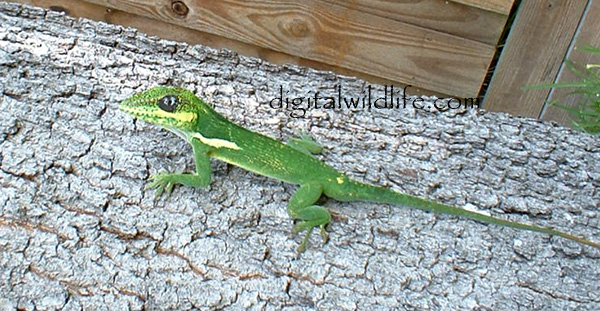 Knight Anole