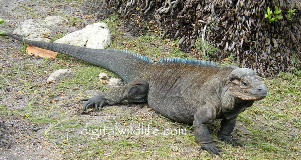 Rhinoceros Iguana